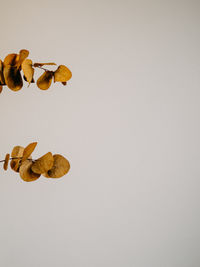 Close-up of plant against white background