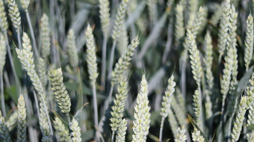 Close-up of succulent plant