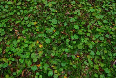 Full frame shot of ivy growing on land