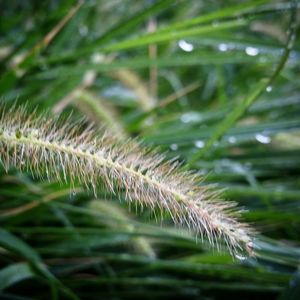 Close-up of leaf on grass