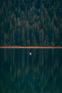 Reflection of trees in lake