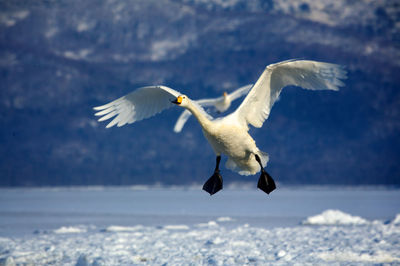 Swan flying over lake