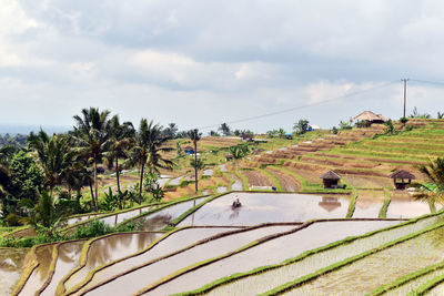 Rice terrace at bali, indonesia.