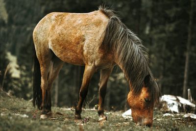 Horse grazing on field