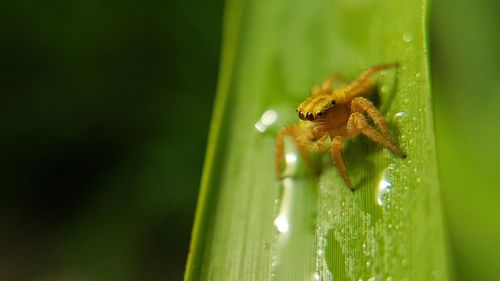 Close-up of jumping spider on plant