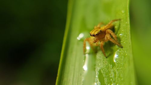 Close-up of spider on plant