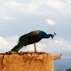 Low angle view of peacock against sky