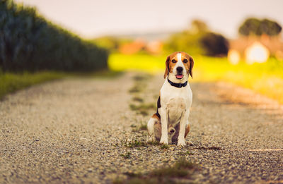 Portrait of dog running on road