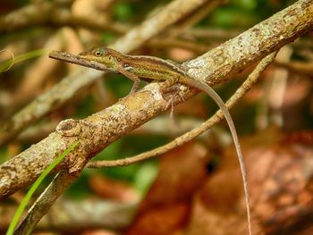Close-up of a lizard on tree
