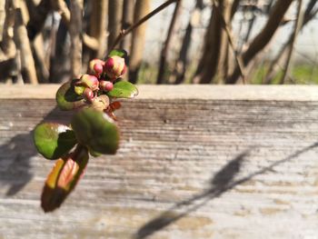 Close-up of hedge growing over wood fence