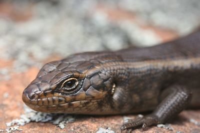 Blue-tongued lizard tiliqua scincoides scincoides in the flinders ranges, south australia.