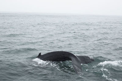 Scenic view of sea and whale, husavik, iceland.