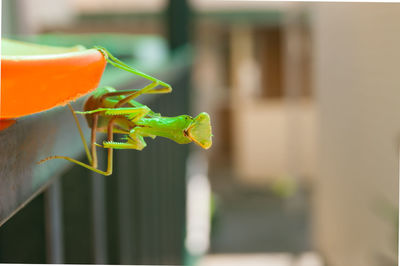 Close-up of insect on leaf