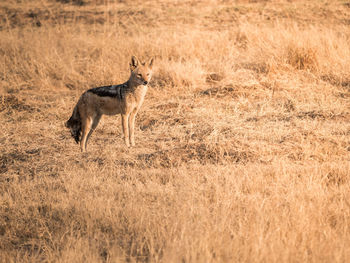 Fox on grassy field