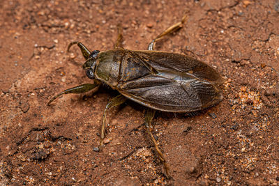 Close-up of insect