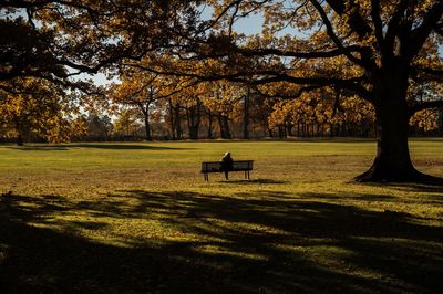 View of trees on field