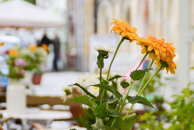 Close-up of flowers against blurred background