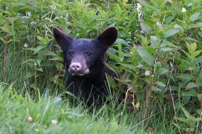 Portrait of an animal on field