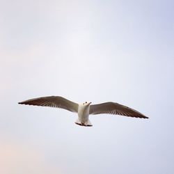 Low angle view of seagulls flying in the sky