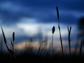 Close-up of silhouette plant on field against sky at sunset