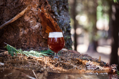 Close-up of wineglass in forest