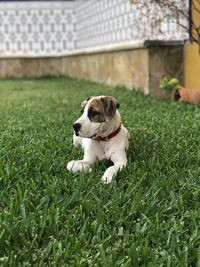 one animal