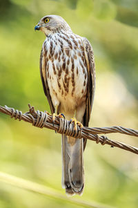 Close-up of bird perching outdoors