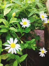 Close-up of flowers blooming outdoors