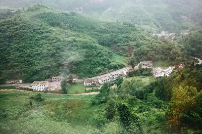 High angle view of trees and houses in forest