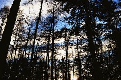 Low angle view of bare trees against sky