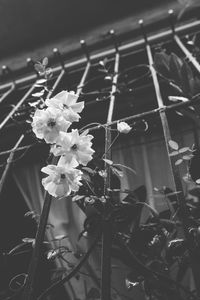 Low angle view of flowers growing on plant