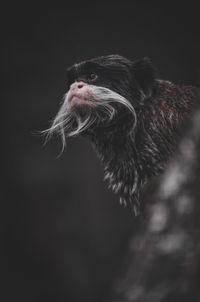 Close-up of monkey against black background
