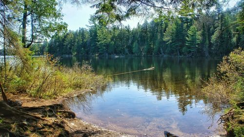 Reflection of trees in lake