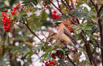 Bird perching on tree