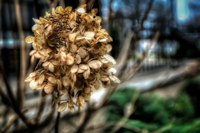 Close-up of flowers against blurred background