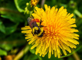 Close-up of bee pollinating on yellow flower