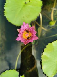 Close-up of pink water lily