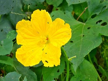 Close-up of yellow flowers