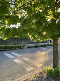 Scenic view of flowering plants by road