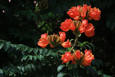 Close-up of red flowering plant