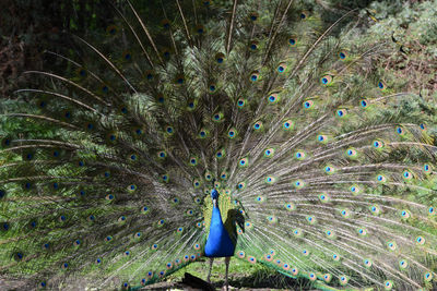 Fanned out peacock on field