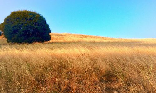 Scenic view of wheat field against clear blue sky