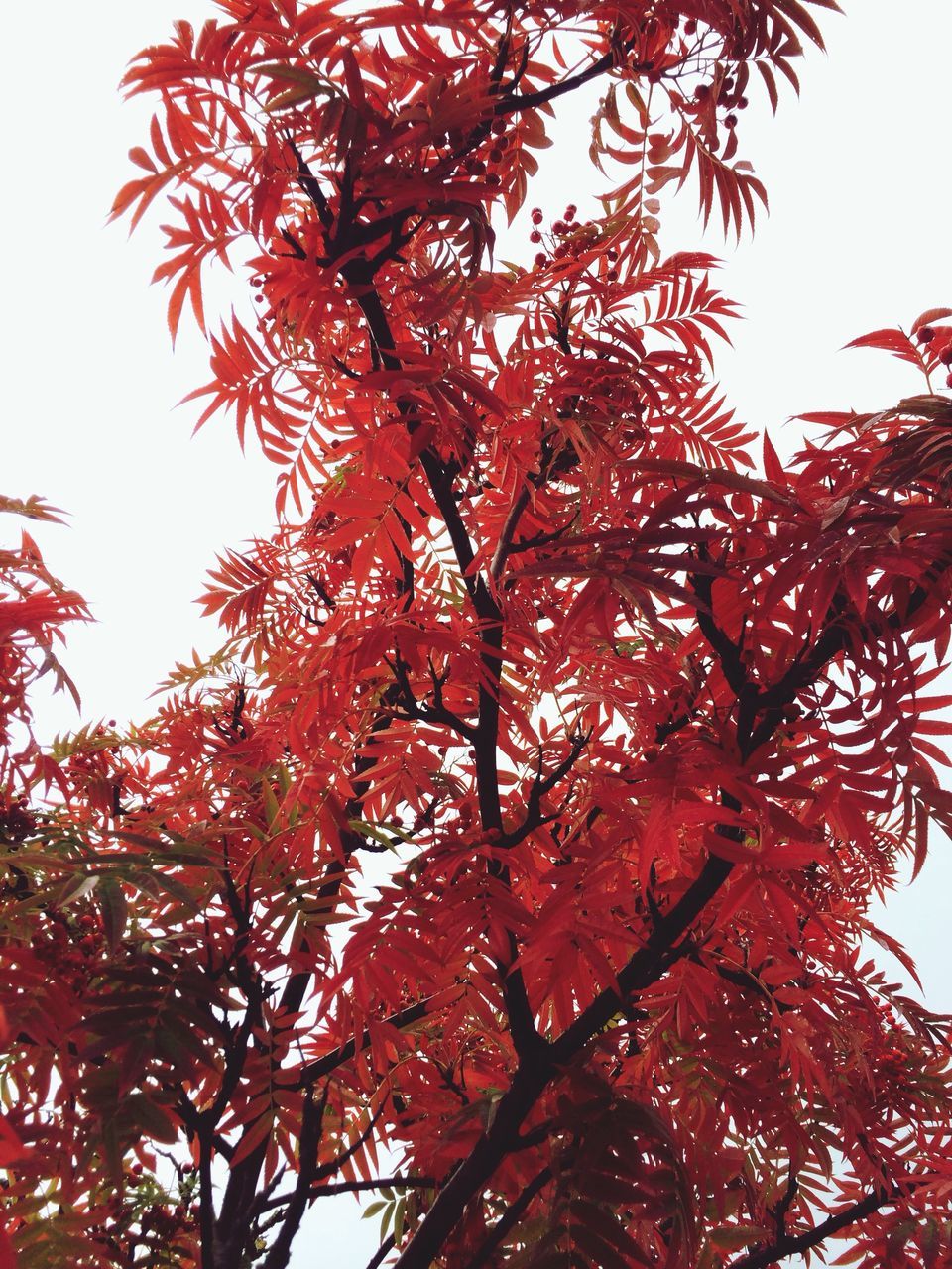 tree, low angle view, autumn, branch, change, leaf, clear sky, growth, season, nature, beauty in nature, orange color, tranquility, sky, day, outdoors, no people, high section, sunlight, red