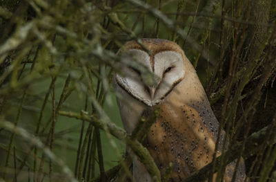 Close-up of a bird