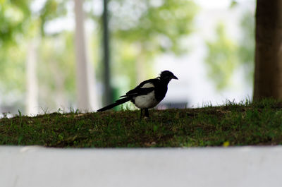 Bird perching on retaining wall