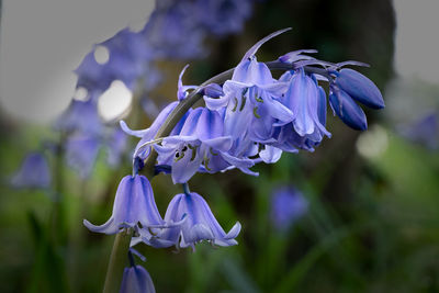 Close-up of purple flowering plant