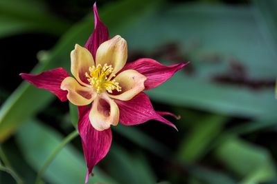 Close-up of pink flower