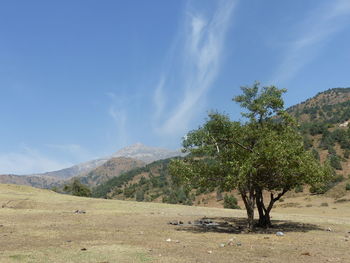 Trees on landscape against sky