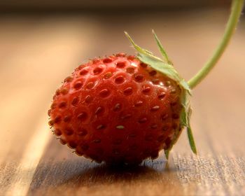 Strawberry / fragaria l.