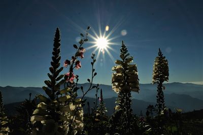 Plants growing on field against sky